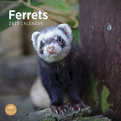 2023 FERRETS Zidni kalendar sa vedrim danom, 12x12 inča, simpatična fotografija prirodne životinje