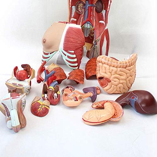 Nachen 85cm Human Torso karoserije Anatomija anatomski unutrašnji organi Modeli modeli odvojivog anatomije