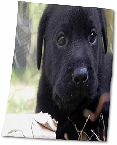 3Droza Floreni pas - crno laboratorijsko štene - ručnici