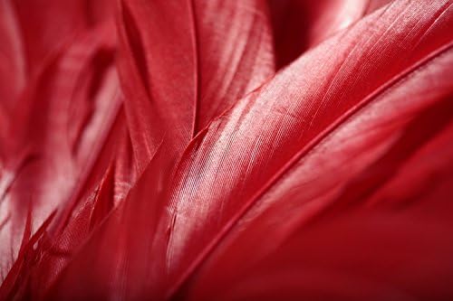 Traka od 2,5 inča - crveni nanizani prirodni izbjeljivač i obojeni Koque repovi perje kostim, Karneval,