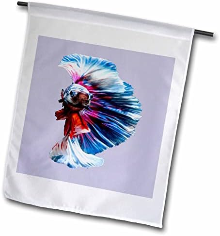 3drose veličanstvena Betta Splendens akvarijska riba-zastave
