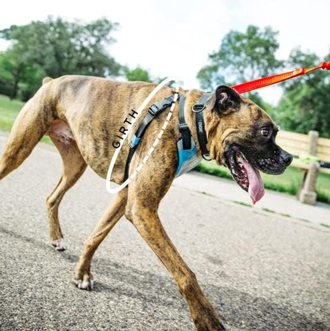 Stunt štene trčanje pas trčanje škakljive rupe za ruke besplatna povodac i idi pas Glo kabel, teal, veliki