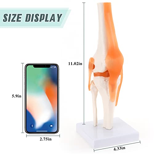 Ronten anatomski model koljena, fleksibilan 1: 1 naučni život model ljudskog koljena sa ligamentom, nastavnim