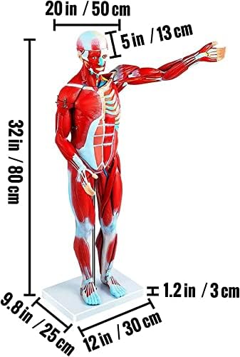 Model distribucije mišića Shengang, mišić od 80 cm za ljudsko tijelo sa unutrašnjim organima, anatomskim