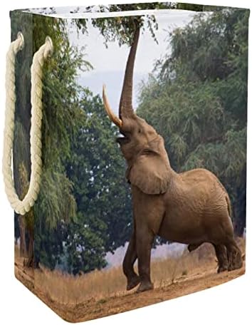 Košarica za veš Slon nos Seed Pods afričke divlje sklopive korpe za veš Firma za pranje veša organizacija