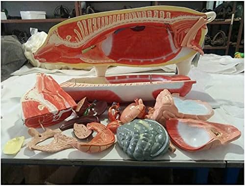 KH66ZKY svinjski torzo, vijek trajanja ljekarska anatomija anatomski anatomski model s uklonjivim 17 dijelova,