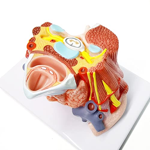 Evotech anatomski model ljudskog vrata, život Veličina regija izrez Anatomijski model koji prikazuje arterije,