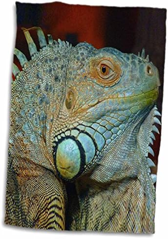 3Droza Rinapiro - divlje životinje - Iguana gušterd. Popular image. - Ručnici